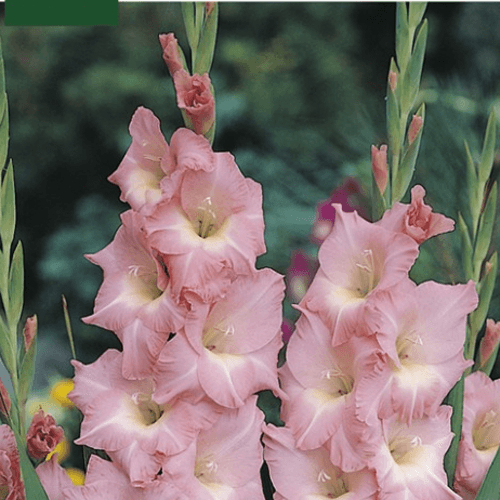 Bulbo Gladiolo Rose Supreme