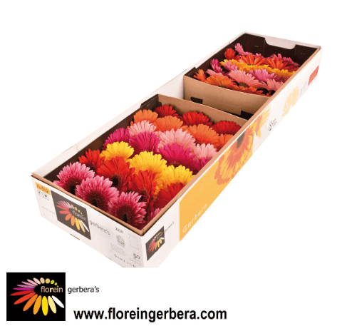 Gerbera Grande Mix