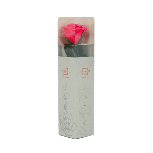 Rosa Fucsia Tallo, Fucsia, 1 tallos, 27cm