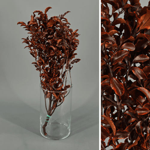 Pittósporo Chocolate Preservado, Flor preservada de 20-50 cm de comprimento
