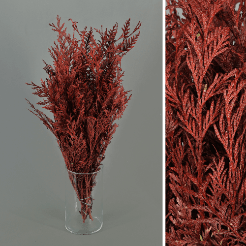 Tuia Orientalis Vermelha Preservada, Flor preservada de 40-80 cm de comprimento