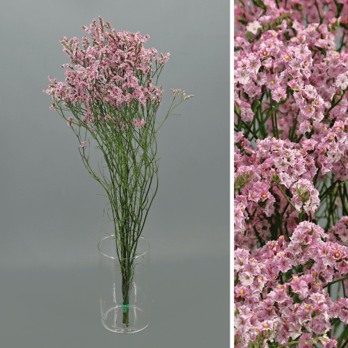 Limonium Sinensis Rosa Preservado, Flor preservada de 40-60 cm de comprimento