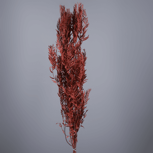 Falsa Pimienta Roja Preservada