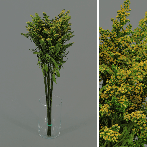 Solidago Verde Preservado, Flor preservada de 40-60 cm de comprimento