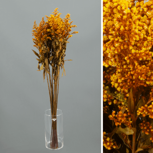 Solidago Chocolate Preservado, Flor preservada de 40-60 cm de comprimento