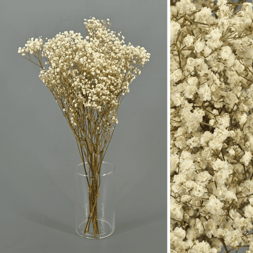 Paniculata Xlence Natural Preservada, Flor preservada, conjunto de 2 unidades