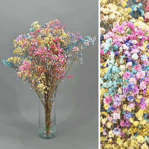 Paniculata Rainbow Mix Preservada, Flor preservada