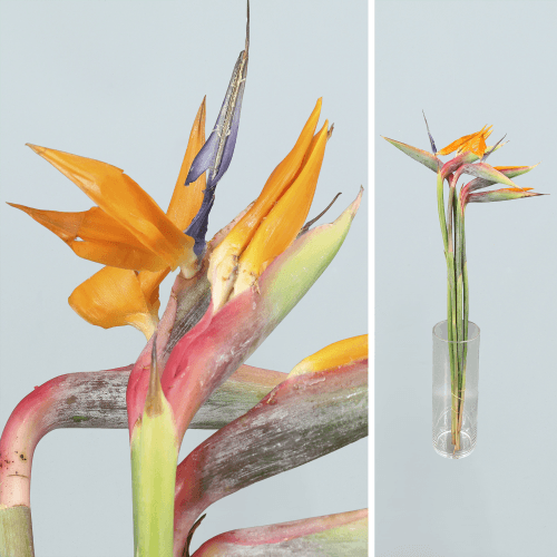 Strelitzia Tenerife, Naranja, 1 tallos, 60cm