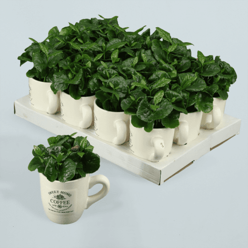 Plante de Café (Coffea Arabica) en Pot, Plante de 15 cm de haut, lot de 12 unités