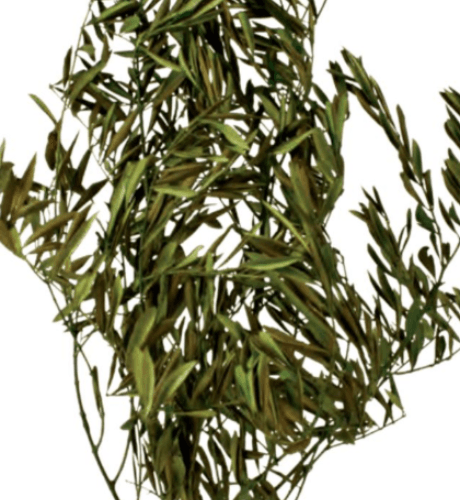 Olivo Verde Preservado