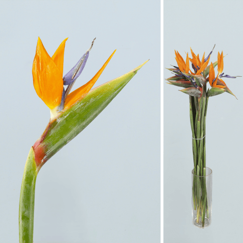 Strelitzia Tenerife, Naranja, 1 tallos, 70cm