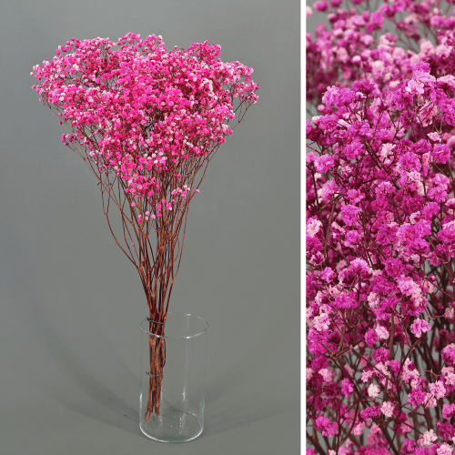 Paniculata Xlence Fúcsia Preservada, Flor preservada, conjunto de 2 unidades