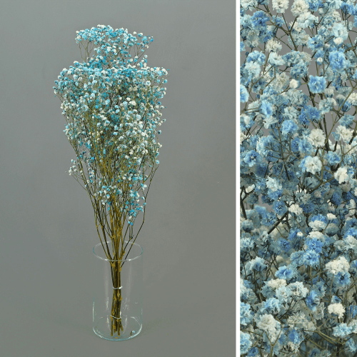 Paniculata Xlence Azul Preservada, Flor preservada, conjunto de 2 unidades