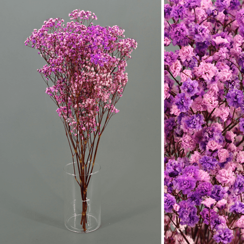 Paniculata Xlence Lavanda Preservada, Flor preservada, conjunto de 2 unidades