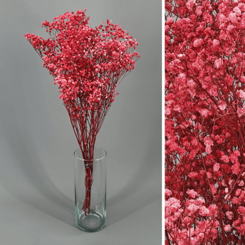 Paniculata Xlence Vermelha Preservada, Flor preservada, conjunto de 2 unidades
