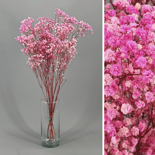 Paniculata Xlence Rosa Preservada, Flor preservada, conjunto de 2 unidades