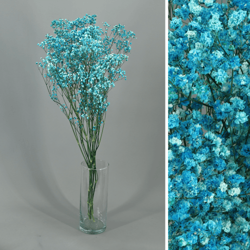 Paniculata Xlence Turquesa Preservada, Flor preservada, conjunto de 2 unidades
