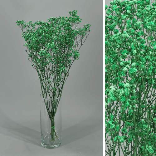 Paniculata Xlence Verde Preservada, Flor preservada, conjunto de 2 unidades
