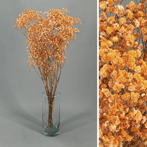 Paniculata Xlence Salmão Preservada, Flor preservada, conjunto de 2 unidades