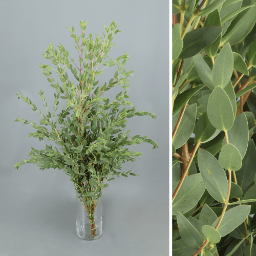 Lot de 3 bottes d'Eucalyptus Parvifolia 300 g, Feuillage de 70 cm de long, en botte