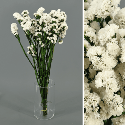 Estátice Branco Preservado, Flor preservada de 75 cm de comprimento