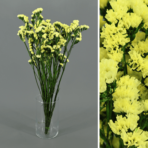 Estátice Amarelo Preservado, Flor preservada de 75 cm de comprimento