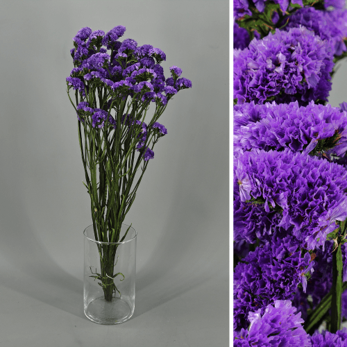 Estátice Roxo Preservado, Flor preservada de 75 cm de comprimento