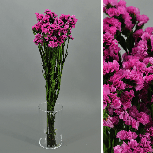 Estátice Fúcsia Preservado, Flor preservada de 75 cm de comprimento