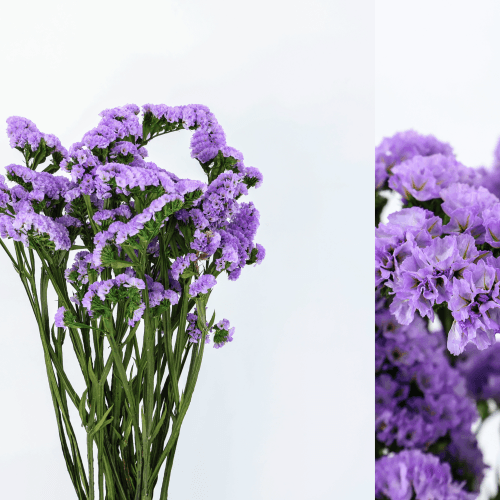 Estátice Verde e Lilás Preservado, Flor preservada de 75 cm de comprimento