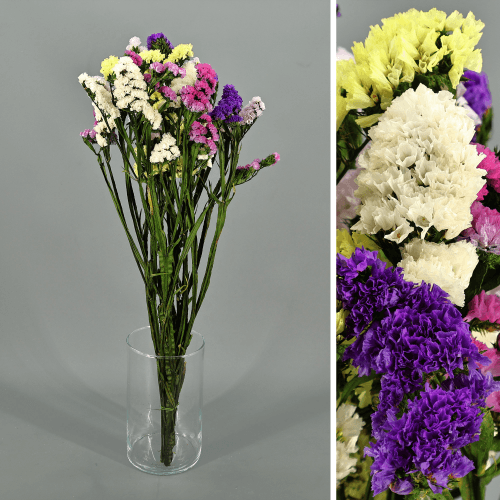 Statice preservado misto (Limonium) 75 cm, Flor preservada de 75 cm de comprimento