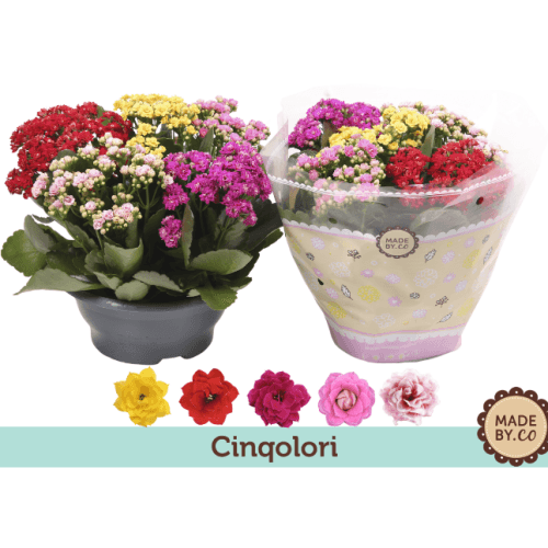 Kalanchoe Cinqolori Carnaval