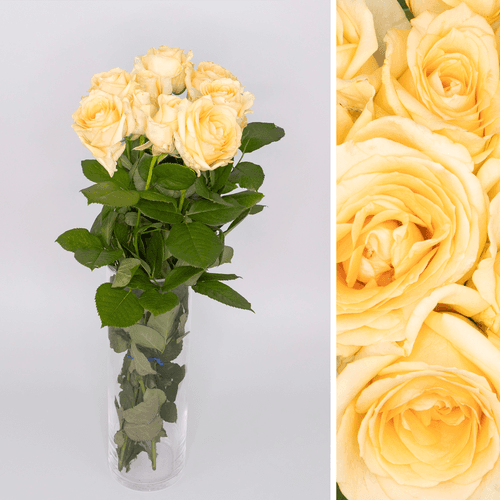 Ram de 40 roses préssec Rosa Peach Avalanche