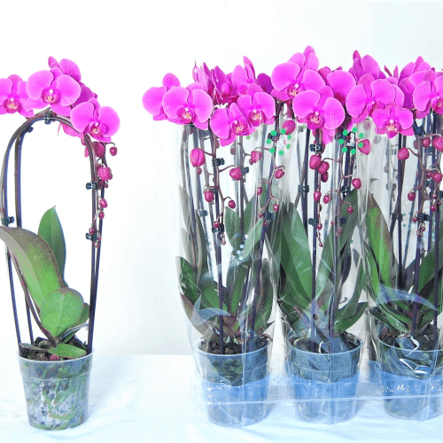 Orquídea Phalaenopsis Cascada Fucsia (Elegant Cascade), Planta de 45 cm de alto