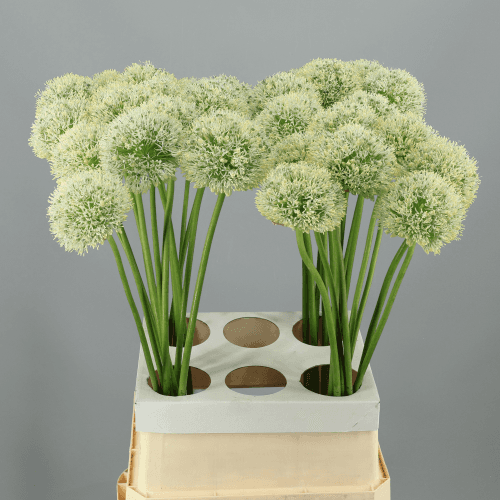 Allium Mount Everest, Blanco