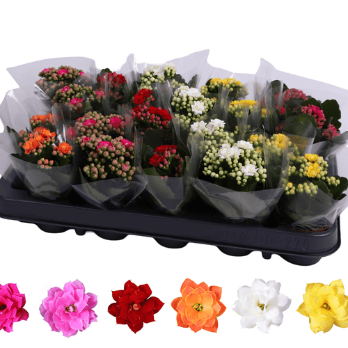Kalanchoe Rosalina Mini de Flor Dobrada (Cores Sortidas), Planta de 12 cm de altura, conjunto de 20 unidades