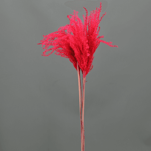 Ramo de 10 plumeros fucsia Miscanthus, 90 cm