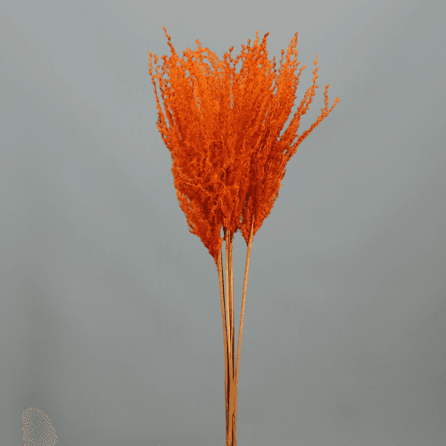 Miscanthus (plumeros) naranja, ramo de 5 tallos, Flor preservada de 90 cm de largo