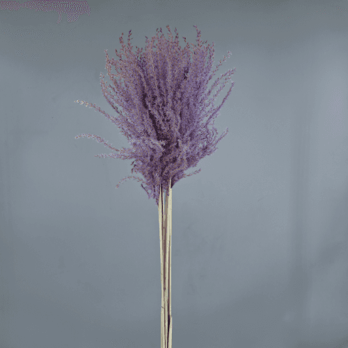 Ramo de 10 hastes de Miscanthus lavanda 90 cm