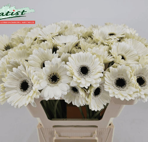 Gerbera Mini Lido