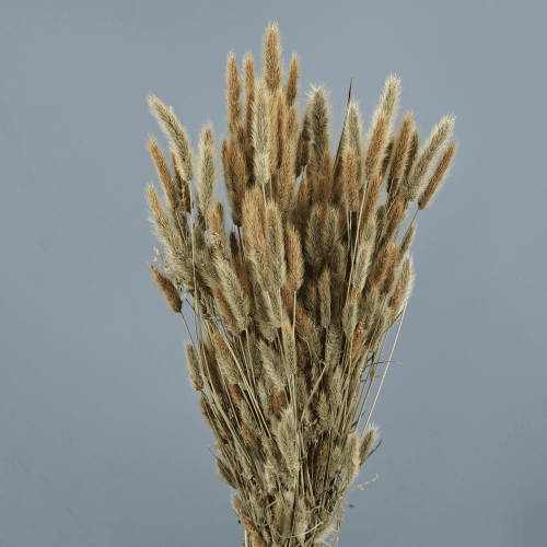 Polypogon Natural Seco