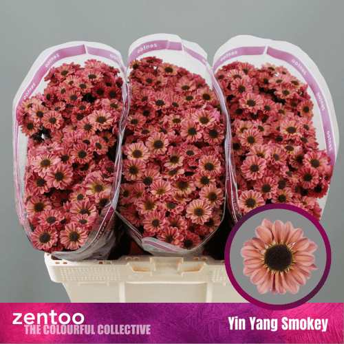 Ramo de 25 Crisantemos Santini Salmón Yin Yang Smokey, Flor fresca de 55 cm de largo, 25 tallos