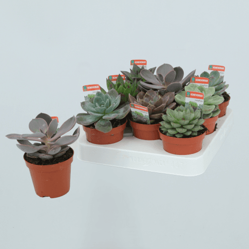 Echeveria Mix, Mixto, 1 tallos, 12cm
