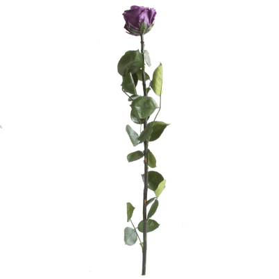 Rosa Purpura Tallo, Morado, 1 tallos, 50cm