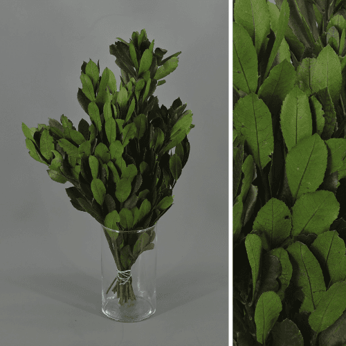 Medronheiro Select Verde Preservado, Flor preservada de 40-60 cm de comprimento, conjunto de 2 unidades