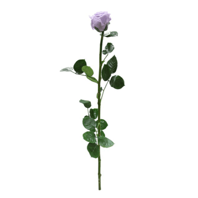 Rosa Lavanda Tallo, Lavanda, 1 tallos, 50cm