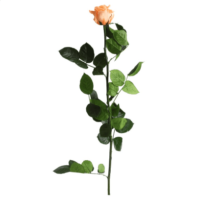 Rosa Melocoton Tallo, Salmón, 1 tallos, 50cm