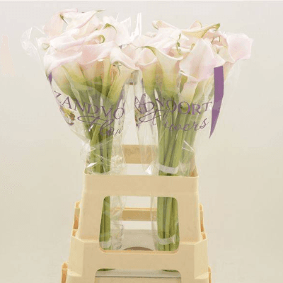 Ramo de calas Zantedeschia (cala) Sweet Art rosa claro, Flor fresca de 50 cm de largo, 10 tallos