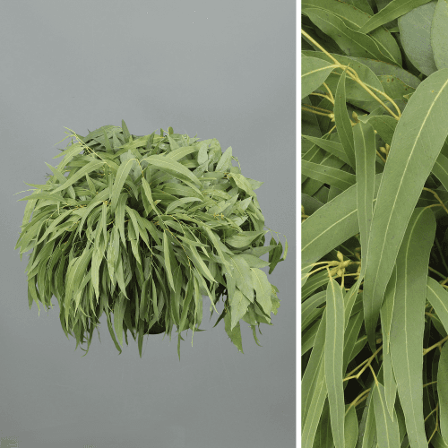 Bouquet de 5 Eucalyptus globulus pendulaire, Feuillage de 60 cm de long, en botte