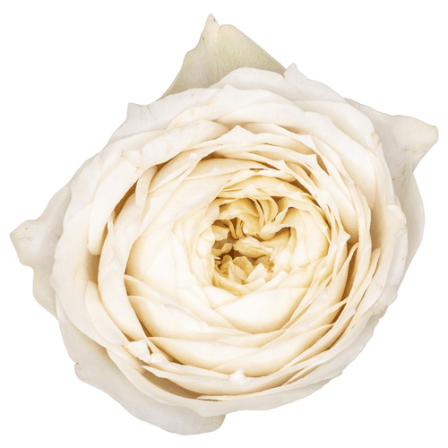 Ramo de 10 Rosas de Jardim Shade of Beige, Flor fresca de 40 cm de comprimento, 10 hastes