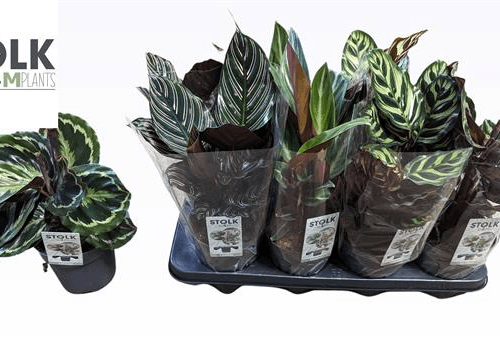 Calathea variada, planta da oración (Calathea / Goeppertia), Planta de 40-45 cm de alto, lote de 8 unidades